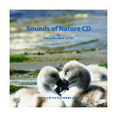 Sensory and Music Sensory and Music
